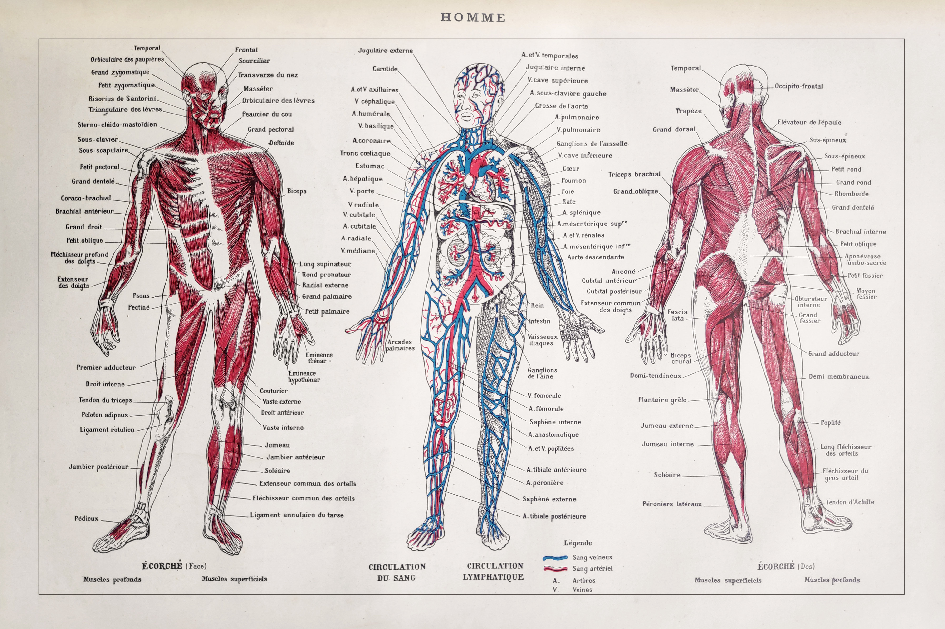 Maturi Human Body Wayfair Co Uk