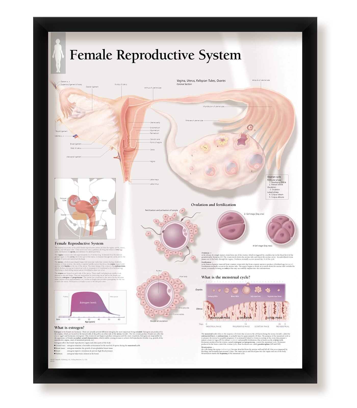 Trinx Jamye Female Reproductive System Framed Medical Poster Wayfair