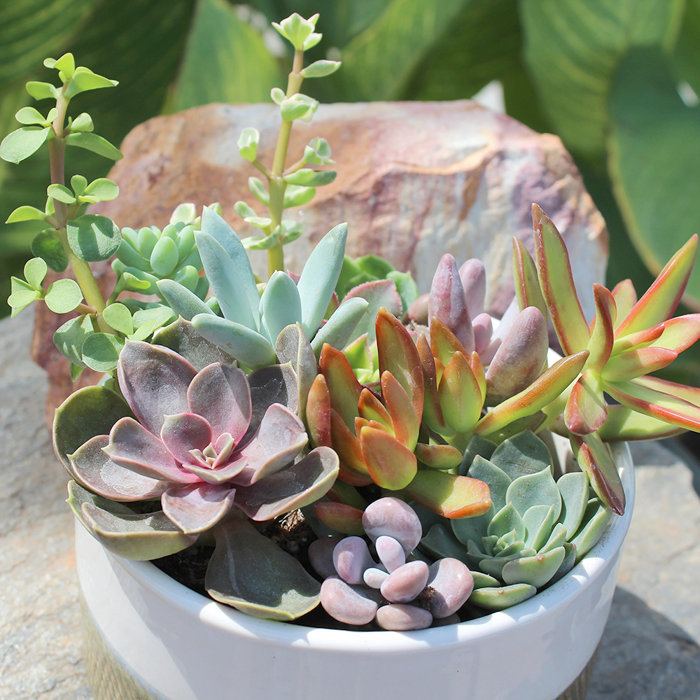 6-Pack Multicolor Mini Succulents in Plastic Pots for Indoor/Outdoor Decor