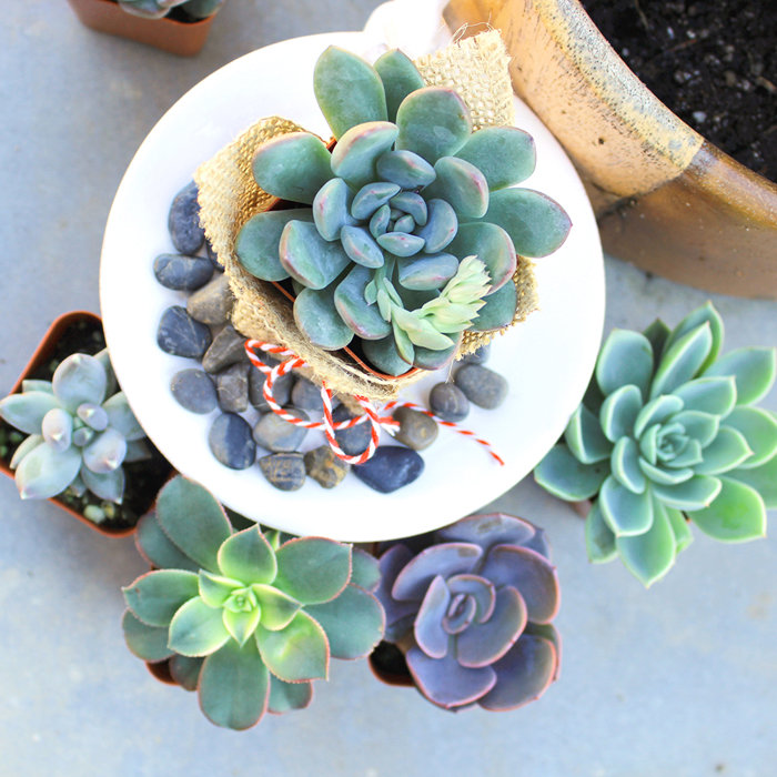 6-Pack Multicolor Mini Succulents in Plastic Pots for Indoor/Outdoor Decor
