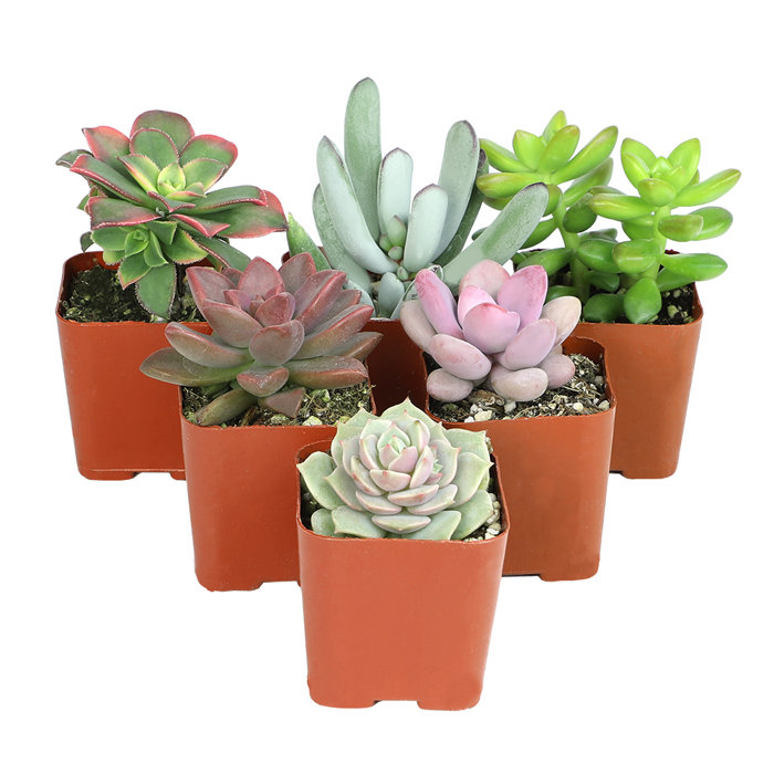6-Pack Multicolor Mini Succulents in Plastic Pots for Indoor/Outdoor Decor