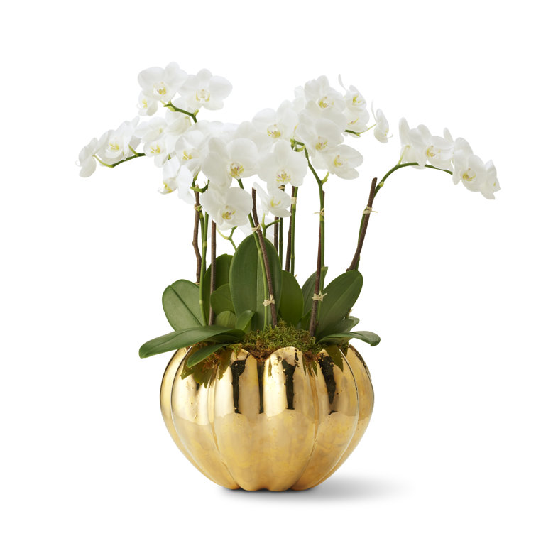 Gold Porcelain Curved Seashell-Inspired Table Vase