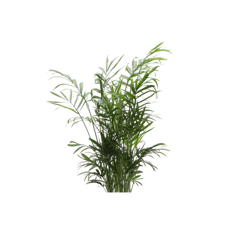 Neanthe Bella Palm in Copper Classic Pot, 10-inch