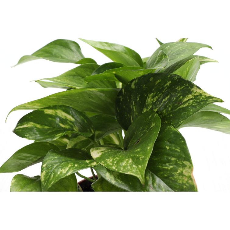 Live Air Purifying Houseplant Set in Classic Pots