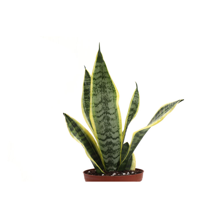 Compact Yellow and Green Snake Plant in Terracotta Pot
