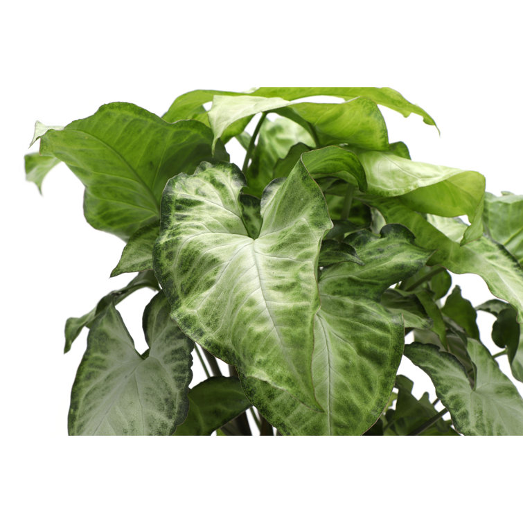 Set of 3 Indoor Green Plants with White Plastic Pots