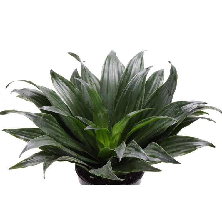 Set of 3 Indoor Green Plants with White Plastic Pots