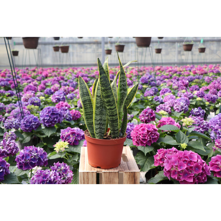 Compact Yellow and Green Snake Plant in Terracotta Pot