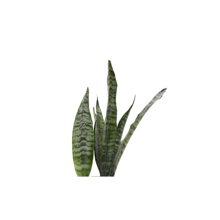 Zeylancia Snake Plant in Yellow Biodegradable Pot