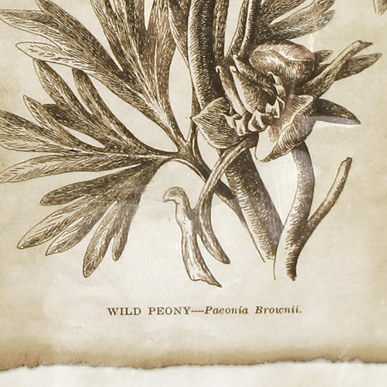 Set of 6 Vintage Botanical Framed Prints with Black and Gold Accents