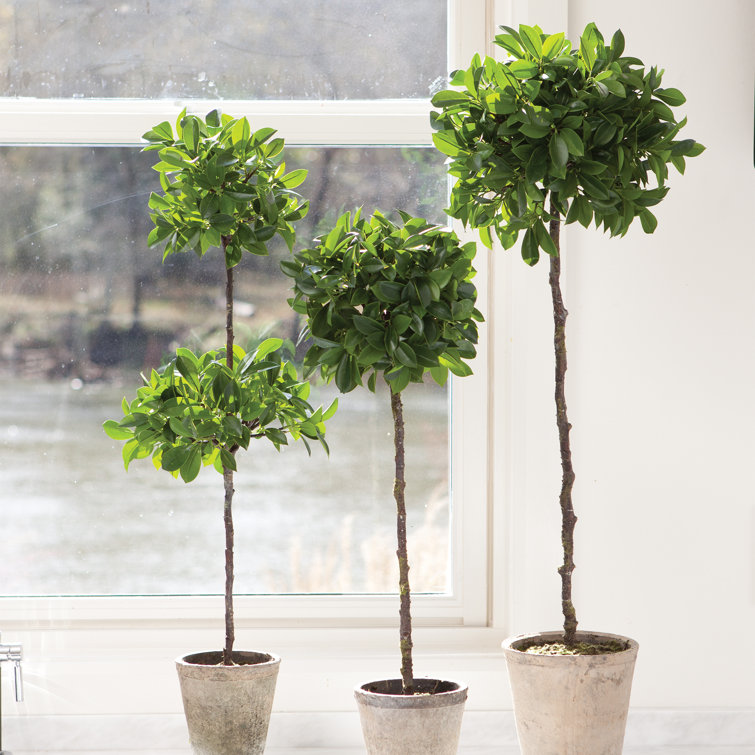Mini Green Plastic Boxwood Topiary in Pot