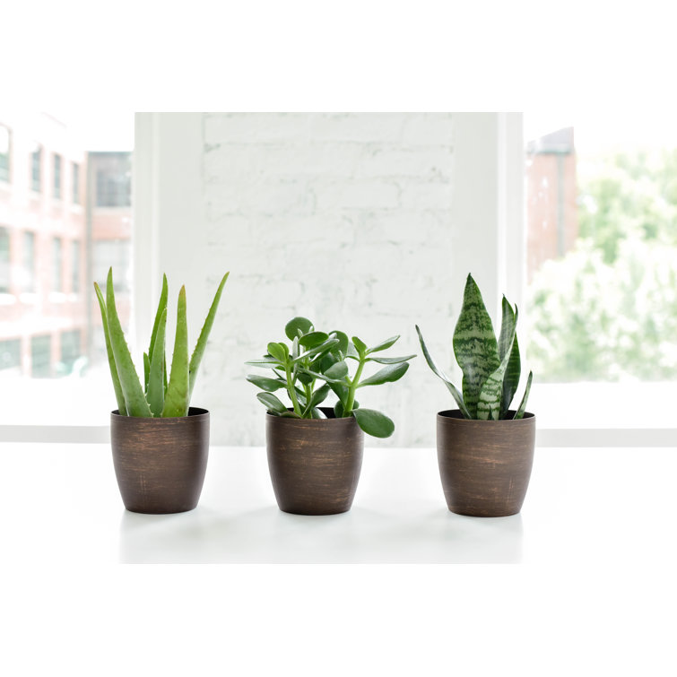 Thorsen's Easy-Care Live Jade Succulent in Copper Classic Pot