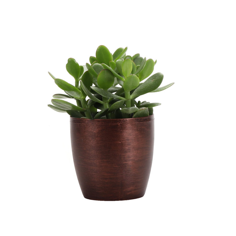 Thorsen's Easy-Care Live Jade Succulent in Copper Classic Pot