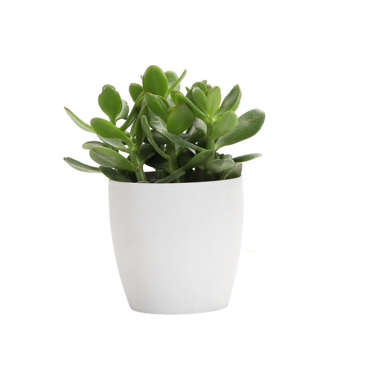 Indoor Jade Plant in White Ceramic Pot