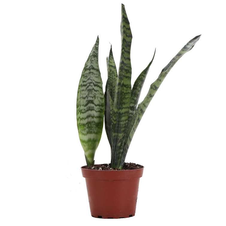 Zeylancia Snake Plant in Yellow Biodegradable Pot