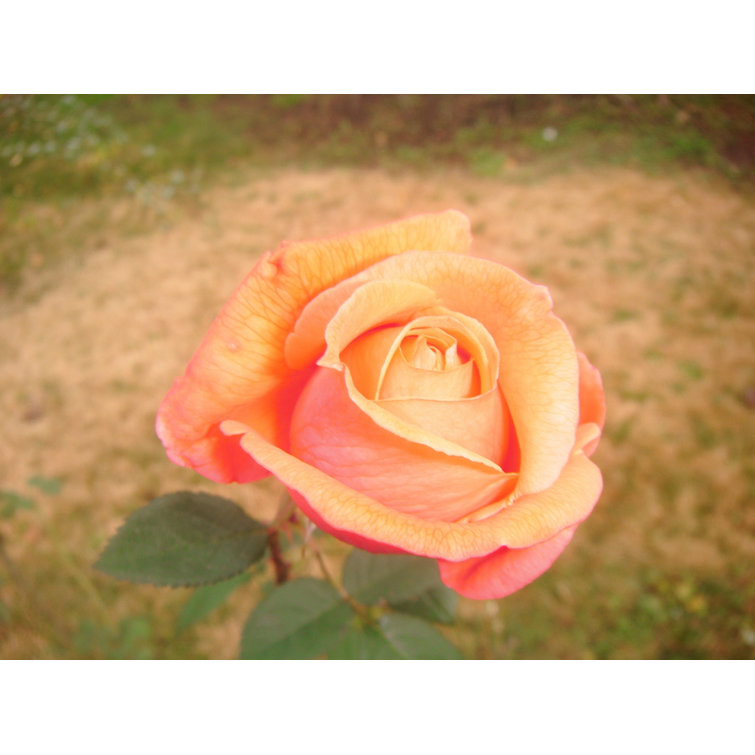 Jenny's Rose Heat-Resistant Decorative Sink Cover