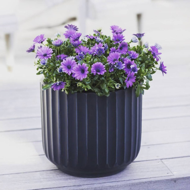 Black Round Fiberstone Planter for Indoor/Outdoor Use