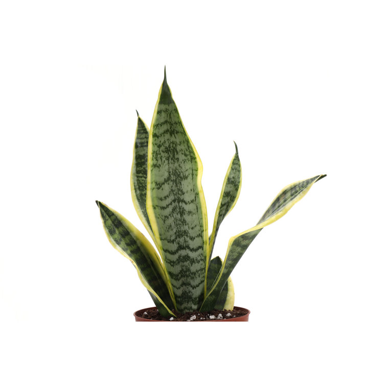Set of 3 Indoor Green Plants with White Plastic Pots