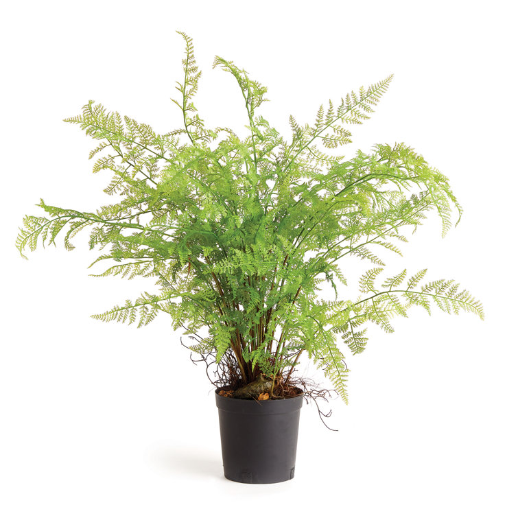Lush Green Faux Fern Plant in Black Pot, 36"