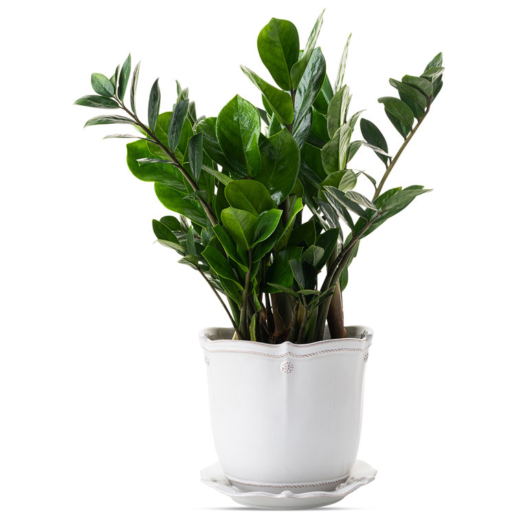 Whitewash Ceramic 7" Planter with Saucer