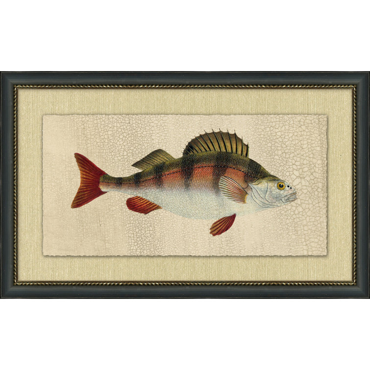 Black and Gold Framed Watercolor Fish Study Painting