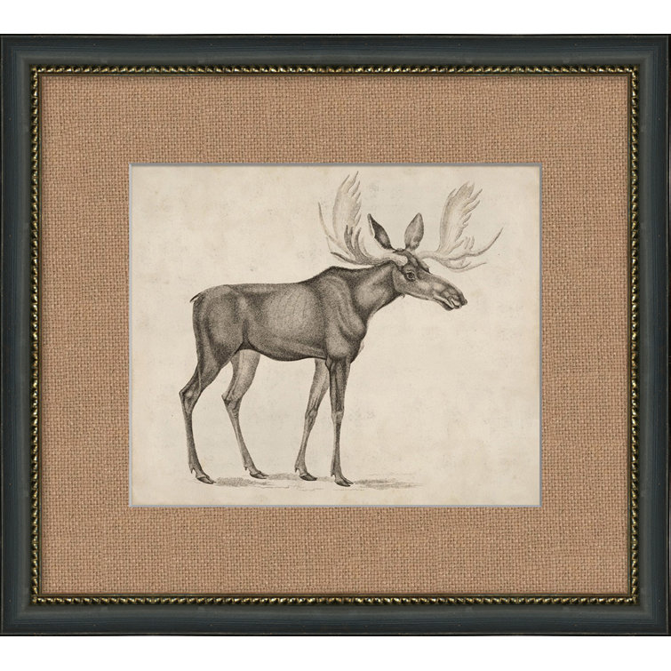 Antique Moose Drawing in Distressed Black and Gold Frame