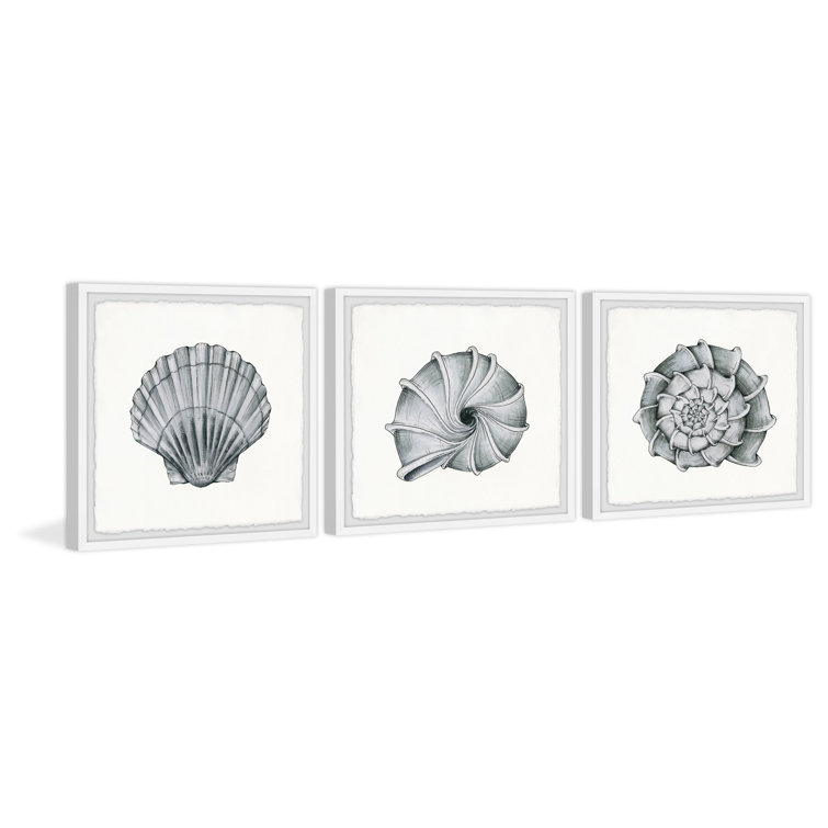 Pretty Shells Triptych C - 12X12