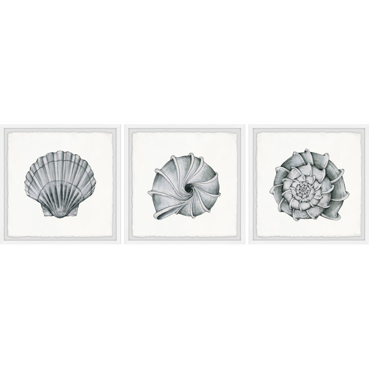 Pretty Shells Triptych C - 12X12