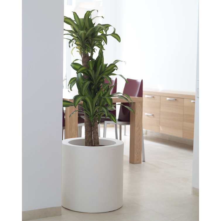 White Matte Polyethylene Cylinder Pot Planter, 15.75"