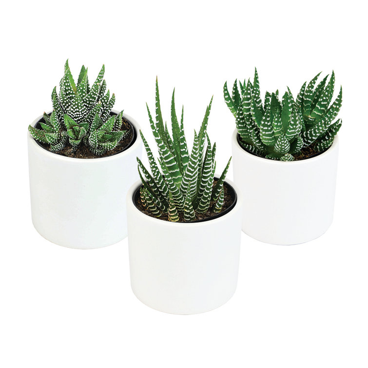 Lush Green Trio of Haworthia & Gasteria Succulents in Ceramic Pots