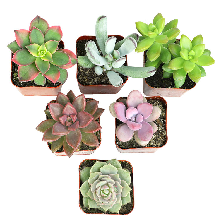 6-Pack Multicolor Mini Succulents in Plastic Pots for Indoor/Outdoor Decor