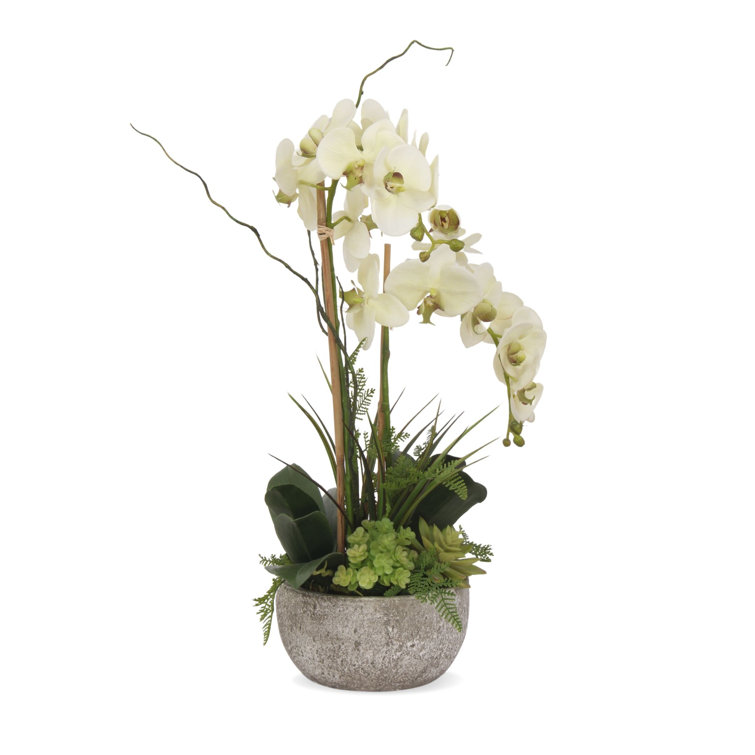 Cream Green Orchid and Succulent Arrangement in Moss Green Pot