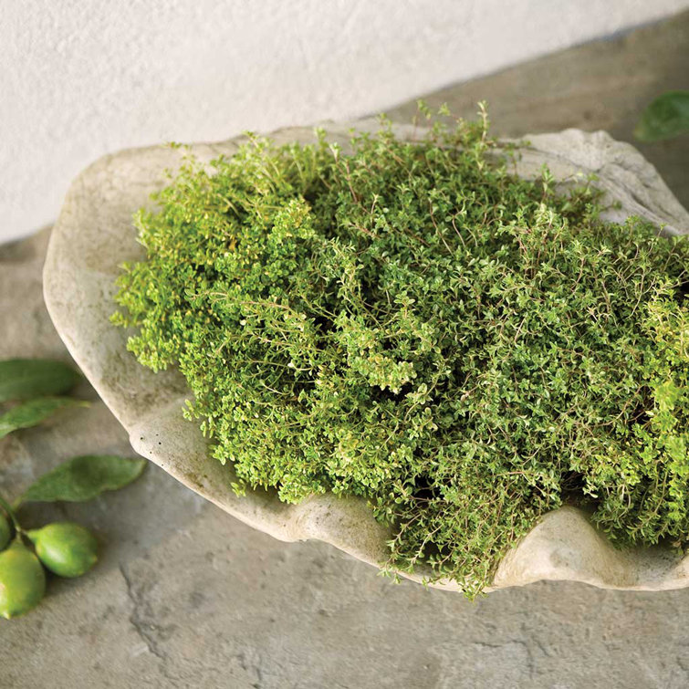 South Seas Handmade Natural Outdoor Balcony Planter