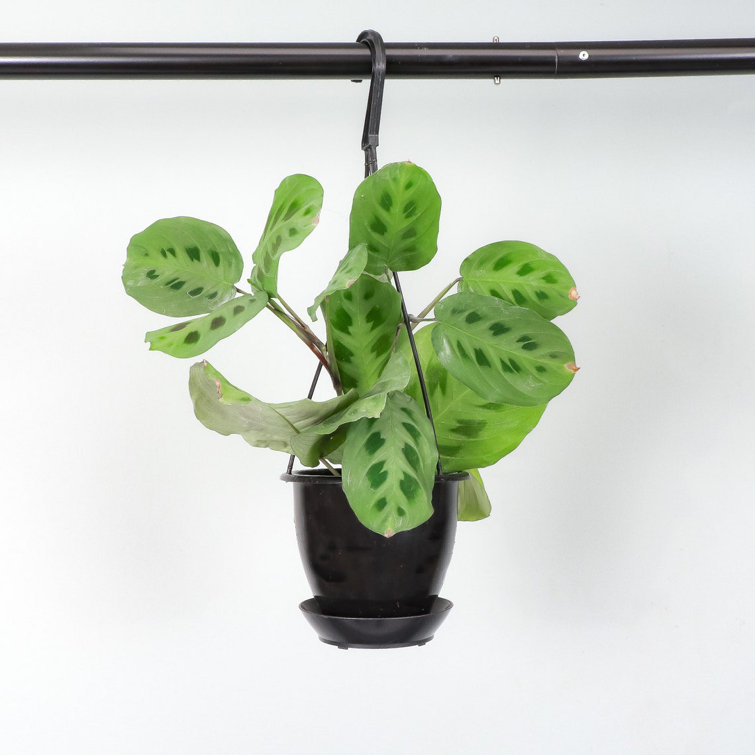 Mint Green Prayer Plant with Reddish Brown Tracks in Black Hanging Pot