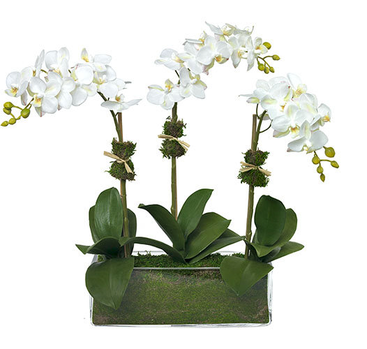 Elegant White Phalaenopsis Orchid Trio in Glass Vase