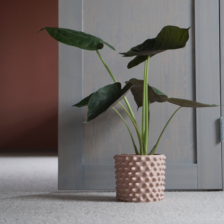 Gray Textured Ceramic Indoor Pot Planter
