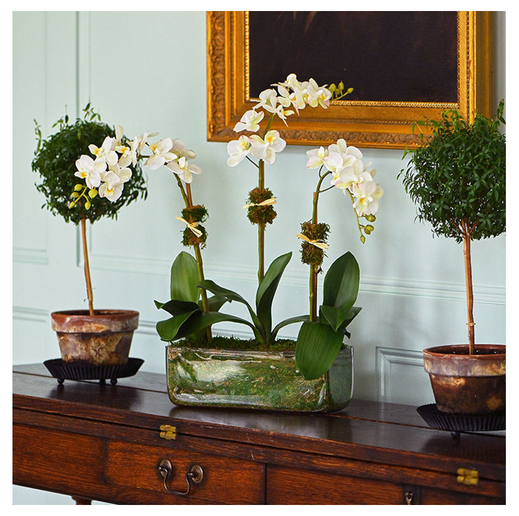 Elegant White Phalaenopsis Orchid Trio in Glass Vase