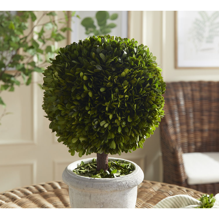 Preserved Boxwood Topiary in White Ceramic Pot