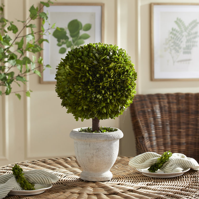 Preserved Boxwood Topiary in White Ceramic Pot