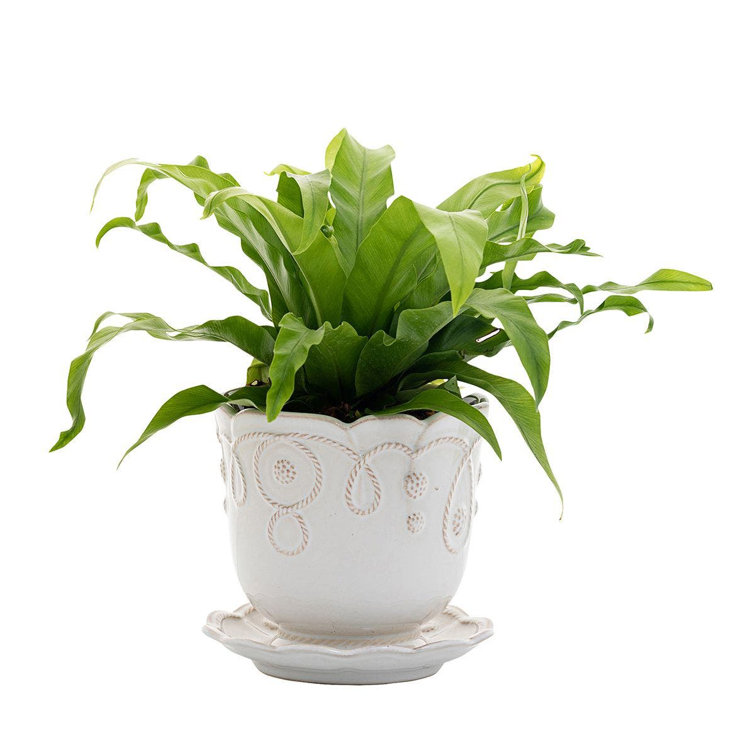 Whitewash Handcrafted Ceramic Planter with Saucer