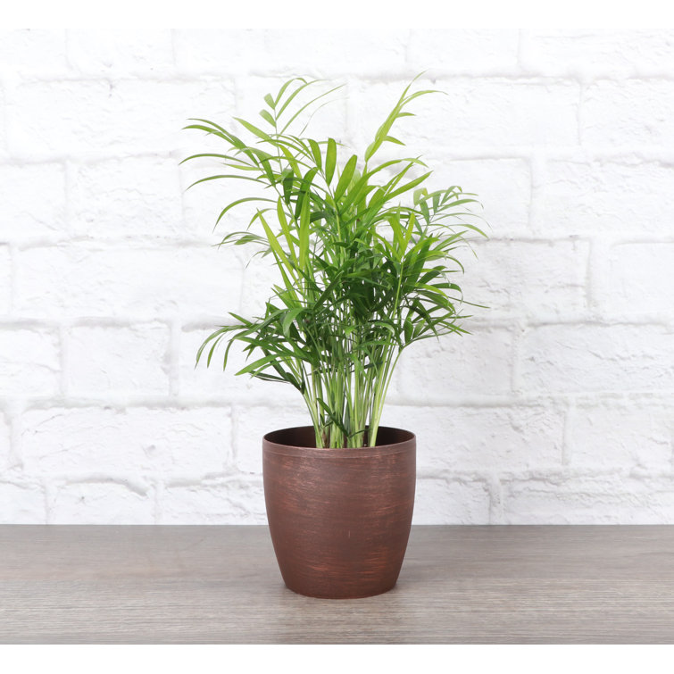 Neanthe Bella Palm in Copper Classic Pot, 10-inch