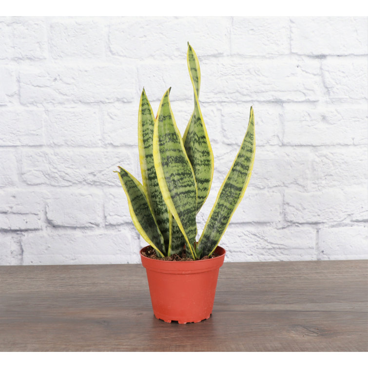 Compact Yellow and Green Snake Plant in Terracotta Pot