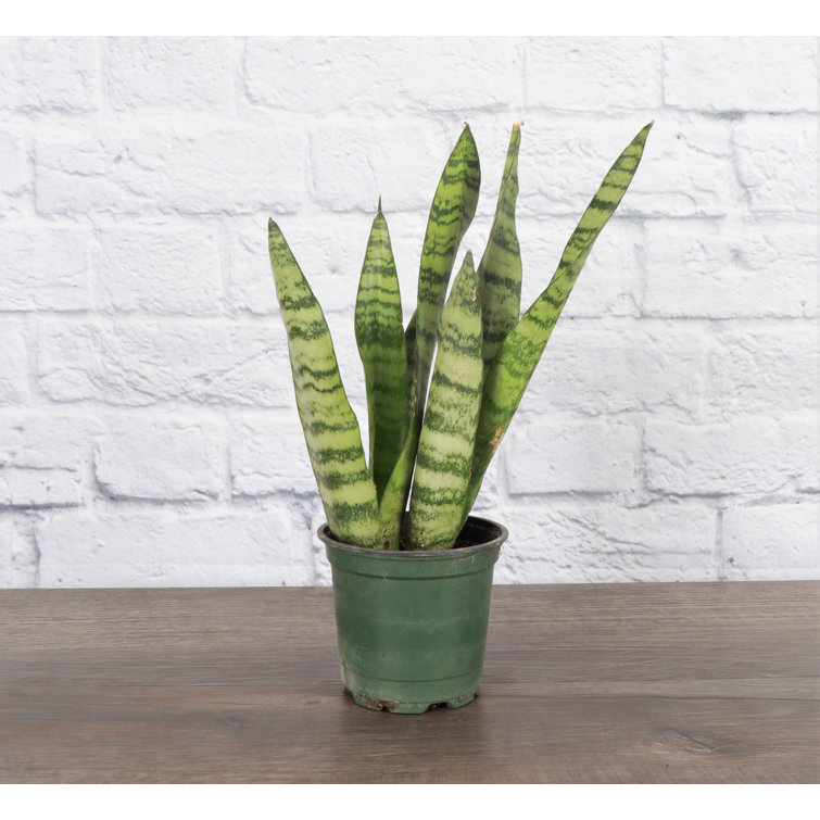 Zeylancia Snake Plant in Yellow Biodegradable Pot