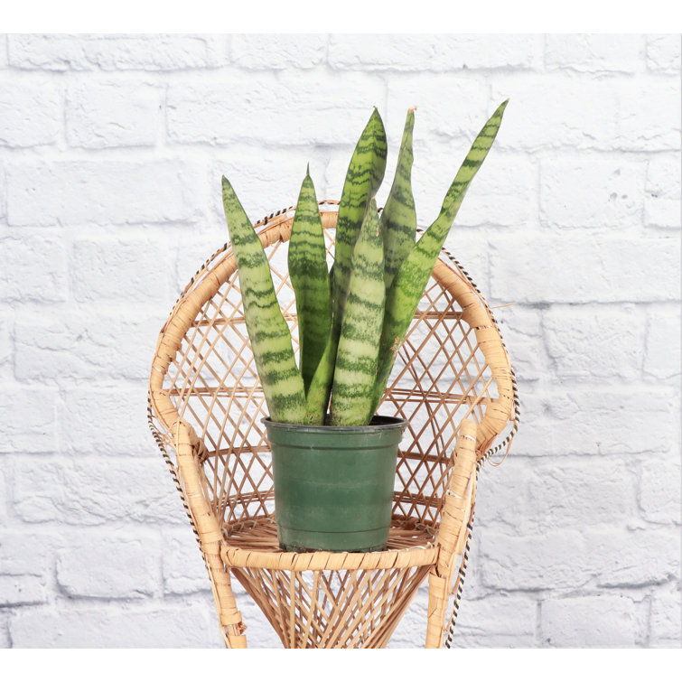 Zeylancia Snake Plant in Yellow Biodegradable Pot