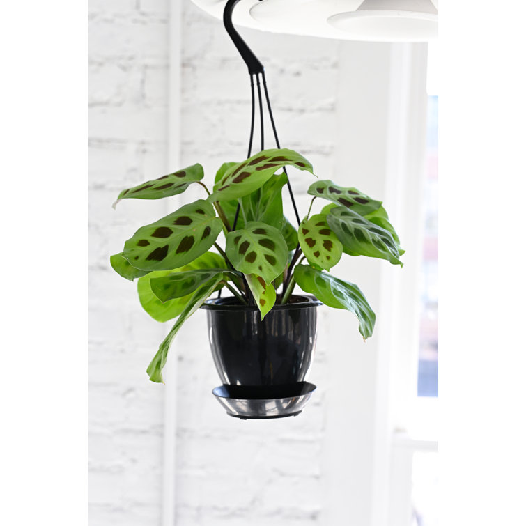 Mint Green Prayer Plant with Reddish Brown Tracks in Black Hanging Pot