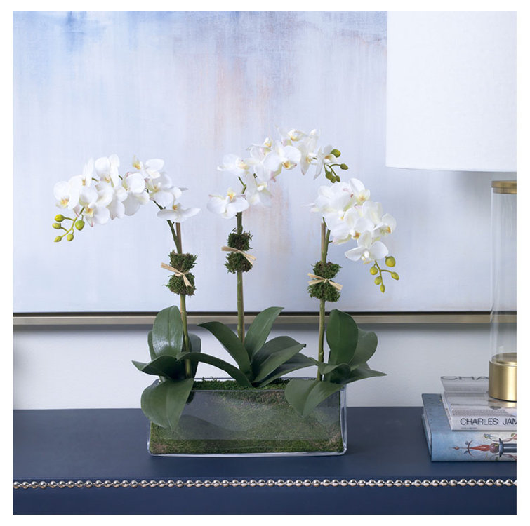 Elegant White Phalaenopsis Orchid Trio in Glass Vase