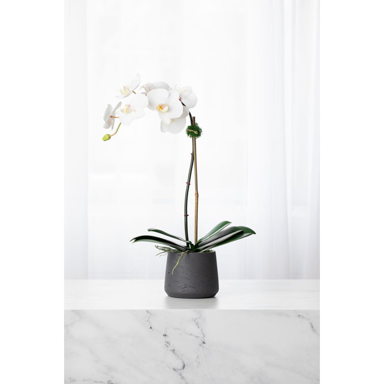 21" White Phalaenopsis Orchid in Black Fiberclay Pot