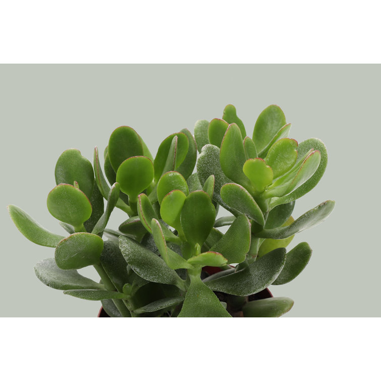Indoor Jade Plant in White Ceramic Pot