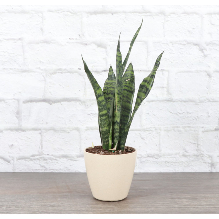 Zeylancia Snake Plant in Yellow Biodegradable Pot