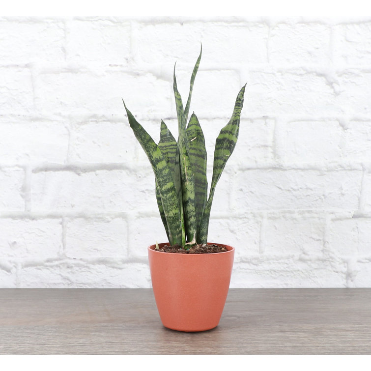 Zeylancia Snake Plant in Yellow Biodegradable Pot